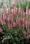 Veronica (Ereprijs) Longifolia Pink Shades